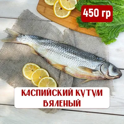 Море Рыбы - 🐟Кутум — ценная промысловая рыба Среднего и Южного Каспия.🌊  😋Считается редким и деликатесным!Его мясо обладает высокими вкусовыми  качествами.👌🏼 ⠀ 🇮🇷 Особенно высоко ценится он в Иране, где  употребляется в