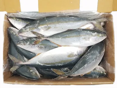 Лакедра неразделанная (желтохвост) Япония – Рыбное место