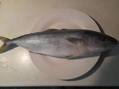 Знакомьтесь, лакедра: любимая японская рыба в корнере Fugu! | chef.ru