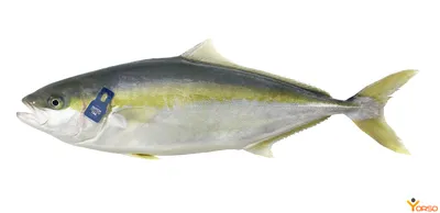Лакедра - \"Маленький тунец\" из \"Светофора\". Опыт нашей покупки и интересная  особенность этой рыбы в готовке | Бытовая экономика | Дзен