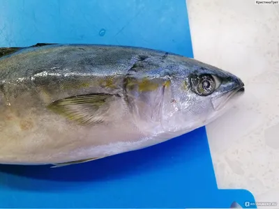 Рыба Лакедра Свежемороженная - «Рекомендую лакедру» | отзывы