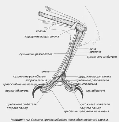 Сова :: лапки :: птицы / смешные картинки и другие приколы: комиксы, гиф  анимация, видео, лучший интеллектуальный юмор.