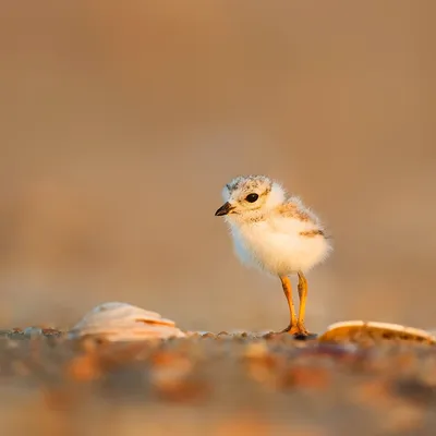 Лапы водоплавающих птиц - 60 фото