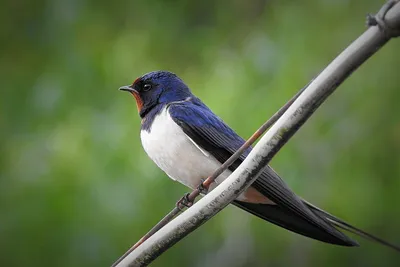 Ласточка (фото): Изящная птица дальнего полета | Black and white birds,  Bird, Beautiful birds