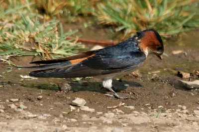 Ласточка городская (Delichon urbicum)