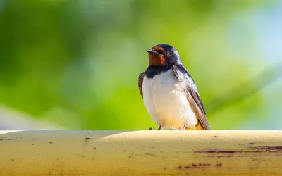 Деревенская ласточка (Hirundo rustica) - Природа Республики Мордовия