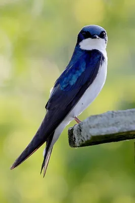 Деревенская ласточка hirundo rustica на рассвете птица сидит на тонкой  красивой ветке | Премиум Фото