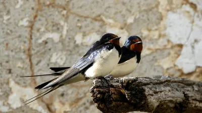 Деревенская ласточка hirundo rustica птица сидит на газовой трубе | Премиум  Фото