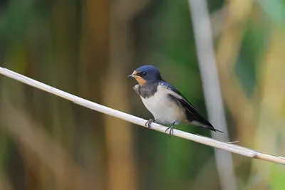Птица ласточка ласточка ласточка, птица, животные, певчая птица, фауна png  | PNGWing
