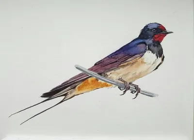 Птица ласточки на проводе стоковое фото. изображение насчитывающей ласточка  - 182325832