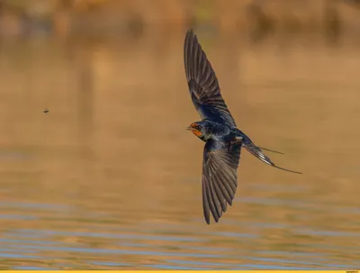 Деревенская ласточка hirundo rustica на рассвете птица сидит на красивой  ветке | Премиум Фото