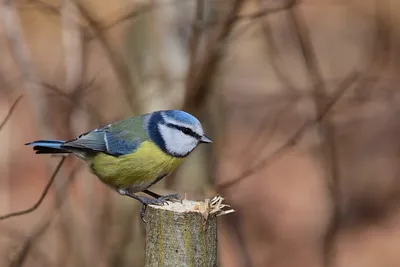 Синица Лазоревка | Animals, Birds, Nature