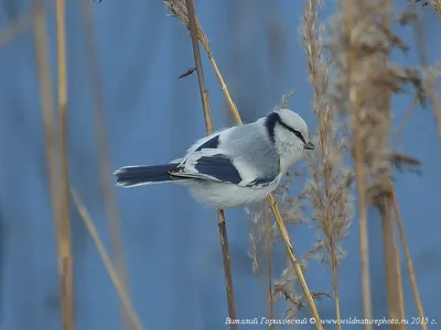 Лазоревка. | Mésange bleue, Mesange, Oiseaux