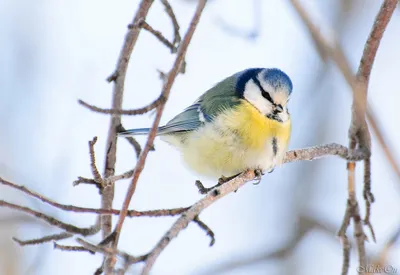 Лазоревка (Parus caeruleus) / Статьи / Птицы Европы