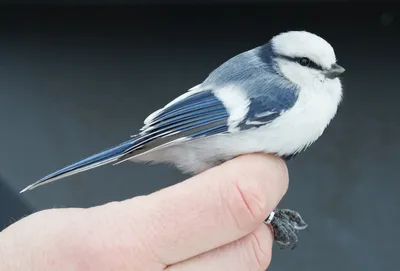 Лазоревка (Parus caeruleus). Фотогалерея птиц. Фотографии птиц России,  Беларуси, Украины, Казахстана, Таджикистана, Азербайджана.