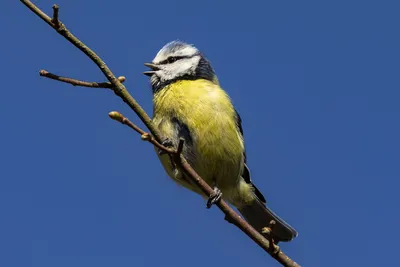 Гибридная лазоревка (Parus (caeruleus x cyanus)). Птицы Сибири.