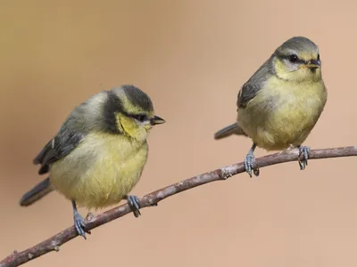 Лазоревка - eBird