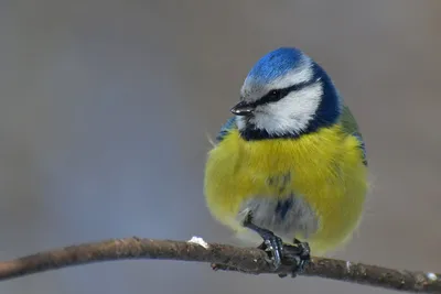 Обыкновенная лазоревка, или зелёная лазоревка, синяя синица — Cyanistes  caeruleus / Галерея / Птицы России