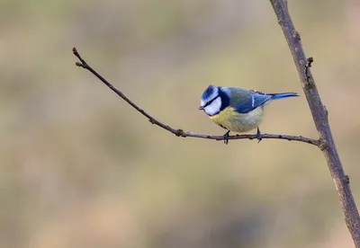 Белая лазоревка - eBird