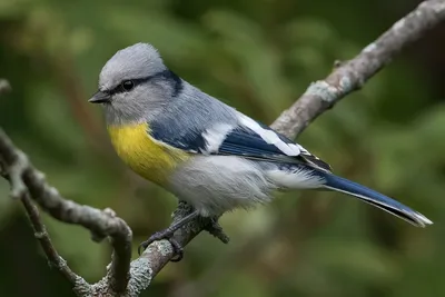 Лазоревка. Новокосино. Декабрь2023. #лазоревка #bluetit #birds #bird #птица  #wildbirds #birdwatching #birding #birdbook #birdstagram… | Instagram