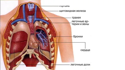 Легкие человека фото