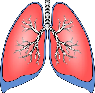 Легкие и бронхи человека фото фотографии