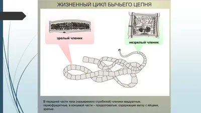 Ленточные глисты у человека фото фотографии