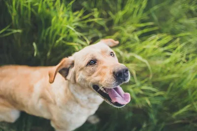 Собаки с ленточными глистами: Фотографии счастливых моментов