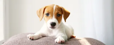 Фото Ленточные глисты у собак: Изображения для использования в медицине