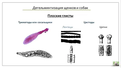 Фото собак с ленточными глистами: Лучшие обои для рабочего стола