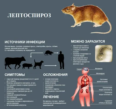 Лептоспироз у человека фото