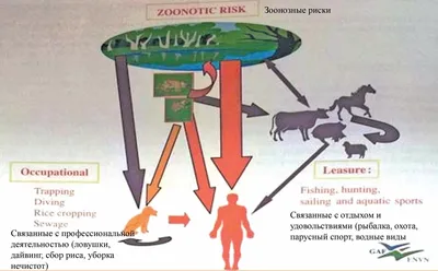 Лептоспироз у собак: фотографии для исследования и анализа