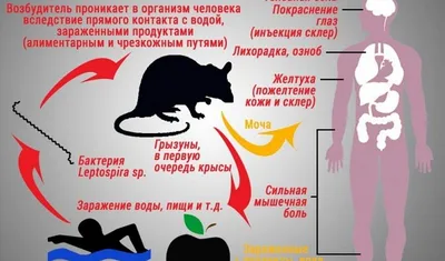 Картинки лептоспироза у собак: визуализация болезни для образовательных учреждений