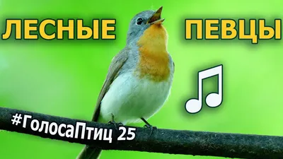 Комплект плакатов \"Дикие и домашние животные и птицы\" (4 плаката \"Животные  леса\", \"Птицы леса\", \"Домашние животные\", \"Домашние птицы\" с методическим  сопровождением): Формат А3 – купить по цене: 201,60 руб. в  интернет-магазине УчМаг