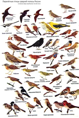 Лесные птицы подмосковья фото фотографии