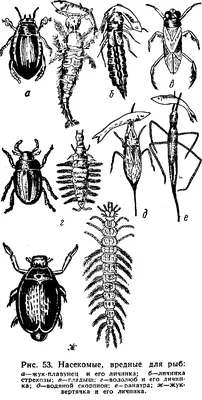 [81+] Личинки насекомых живущие в воде фото фото