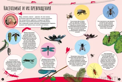 Двухвостки в доме – чем они опасны и как от них избавиться? — Статьи и  советы экспертов рынка недвижимости на МИР КВАРТИР