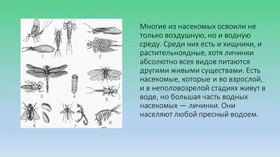 Веснянки: Первые насекомые, что просыпаются весной. Их взрослые очень  слабы, а личинки — опасные хищники | Книга животных | Дзен