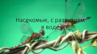 Если увидите это насекомое в воде, уплывайте как можно скорее / AdMe