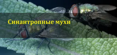 Завтрак со сверчком: какие продукты питания из насекомых могут появиться на  российских прилавках | Ветеринария и жизнь