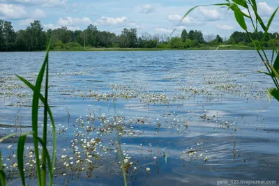 Крупный План Листьев Водяной Лилии На Воде — стоковые фотографии и другие  картинки Ароматический - Ароматический, Без людей, Весна - iStock