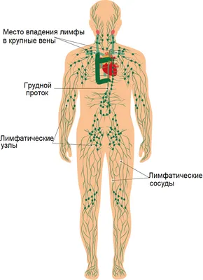 Лимфосистема человека фото