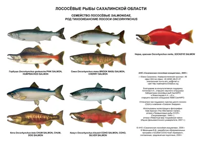 Ответы Mail.ru: Рыбки покрылись белым налетом