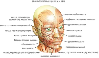 смешное шокированное и удивленное лицо человека на белом фоне. Стоковое  Фото - изображение насчитывающей сторона, изумленное: 217146206