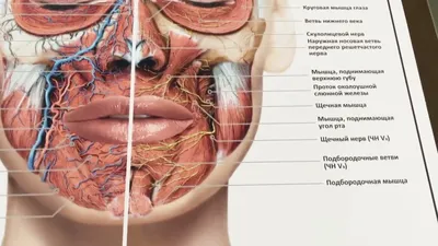 Как легко и быстро научиться рисовать человека - Подробный гайд