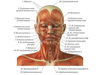 Как нарисовать человека, кошку и многое другое, если художник из вас  никакой - Лайфхакер