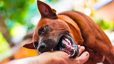 Впечатляющие фото Людей после укусов собак: силуеты и лица