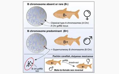 К вопросу сохранения черноморской кумжи (Salmo trutta)