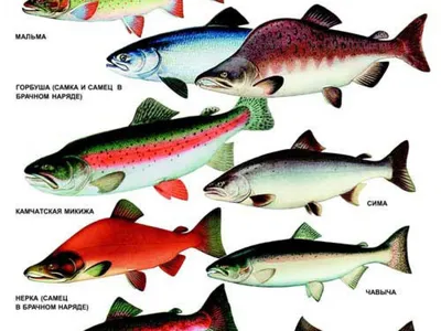 Лососевые породы рыб фото фотографии