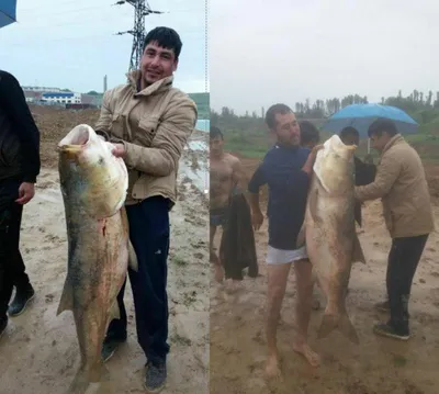 Ловля рыбы в мутной воде, или рассказ о том, как удачливые рыбаки  браконьерами оказались